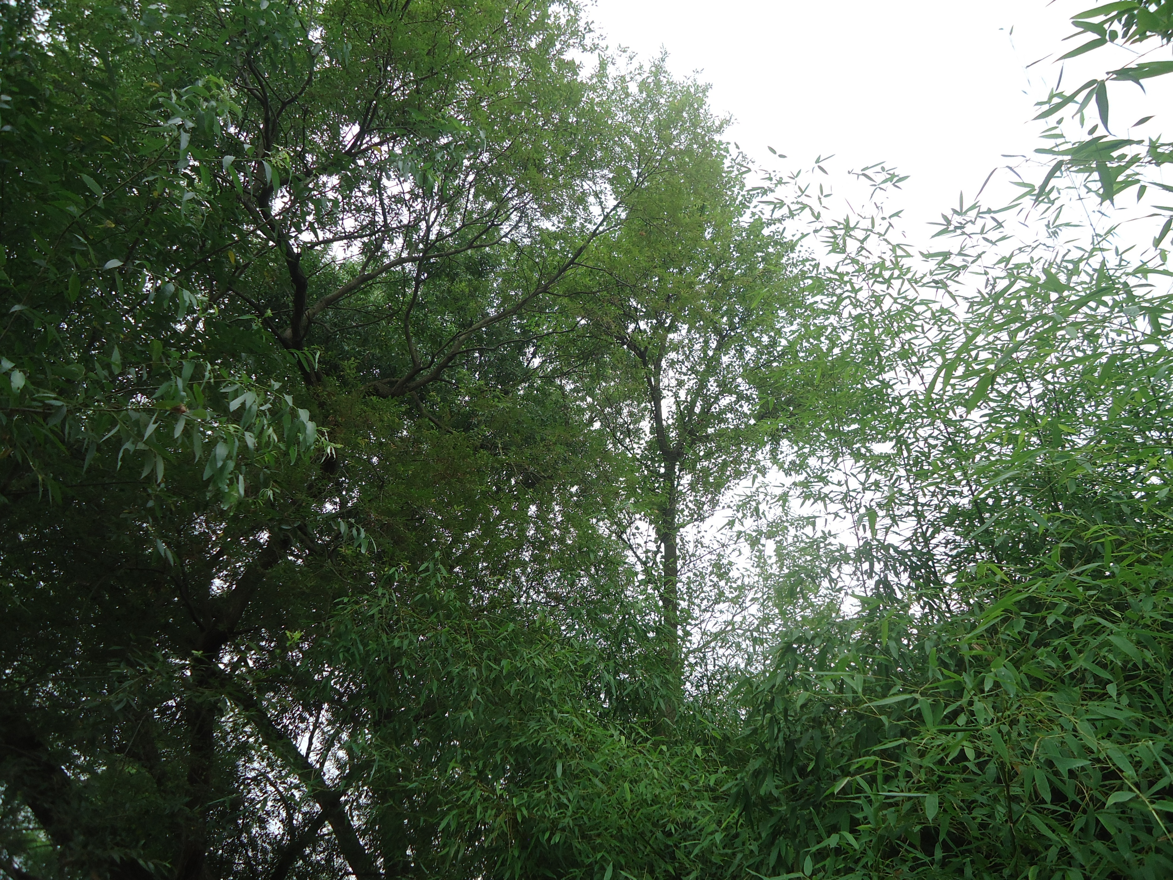 小村老人（11）：差点丢失幼子