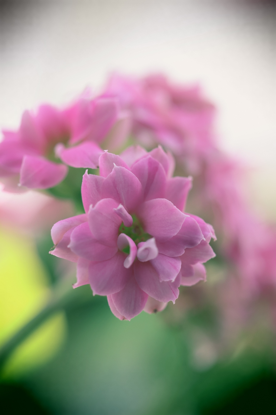 佳能eosr50详细介绍,佳能EosR50优缺点