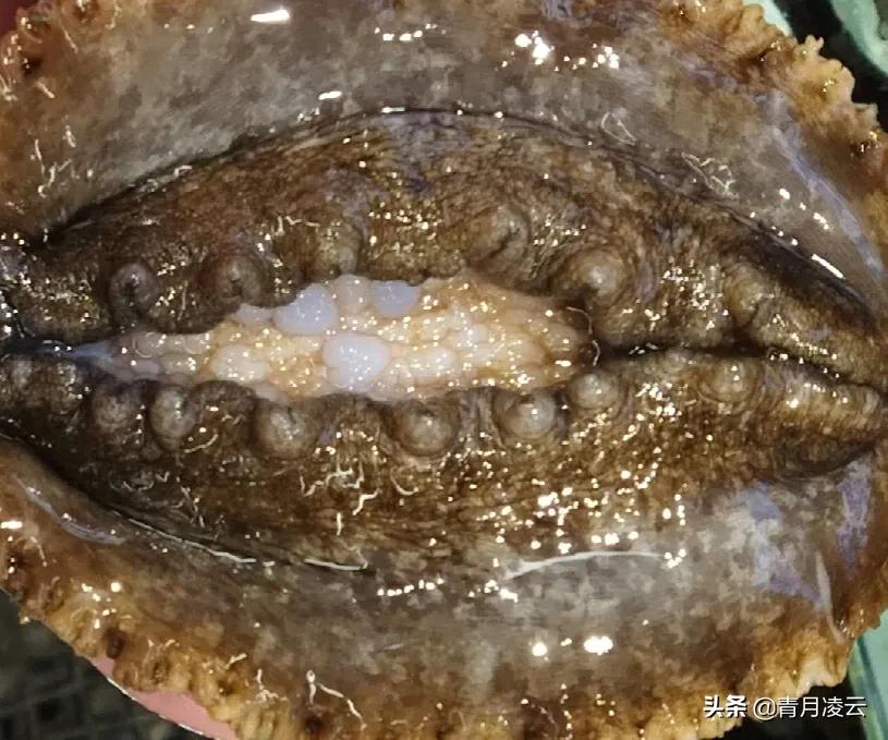 海鲜市场常见海产品图鉴,海鲜市场常见海产品图鉴表图例