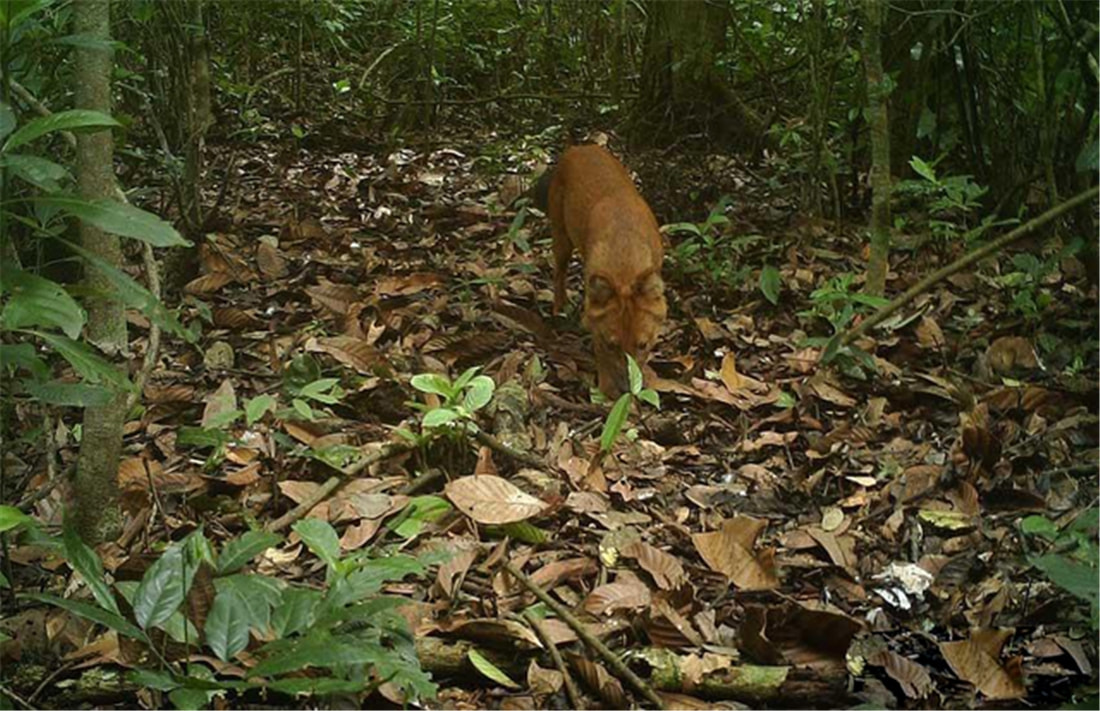 祁连山发现猛兽,祁连山发现300多只野生马鹿