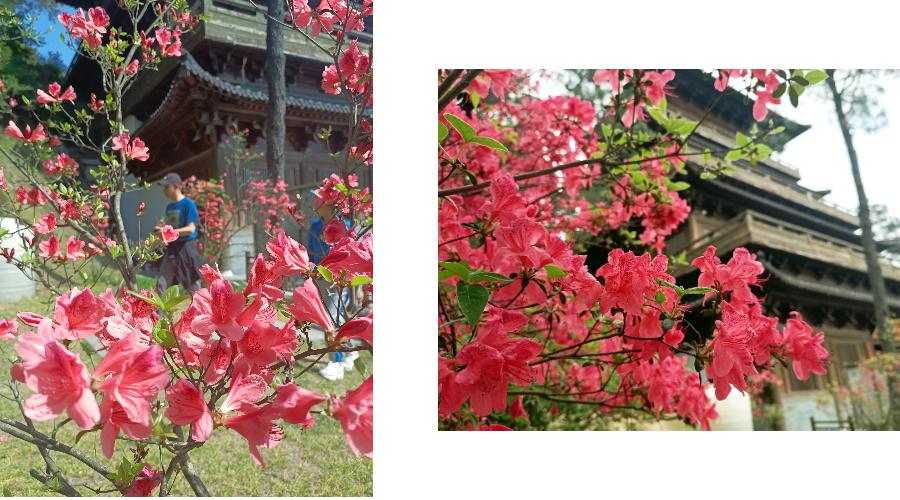 有一种春光叫杜鹃花,春天漫山遍野的杜鹃花开