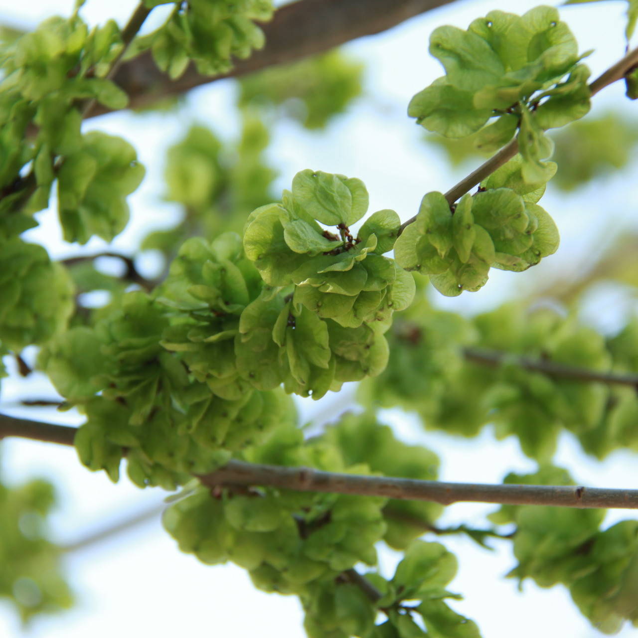 可以吃的野菜大全100种图解,教你认识100种野菜