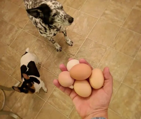 狗狗每天吃一根香蕉好吗,狗狗每天吃蛋黄会有问题吗