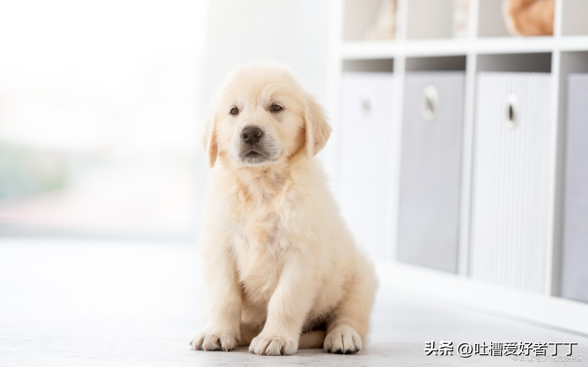 狗狗拉稀呕吐不吃东西是怎么回事,拉稀呕吐怎么回事狗狗