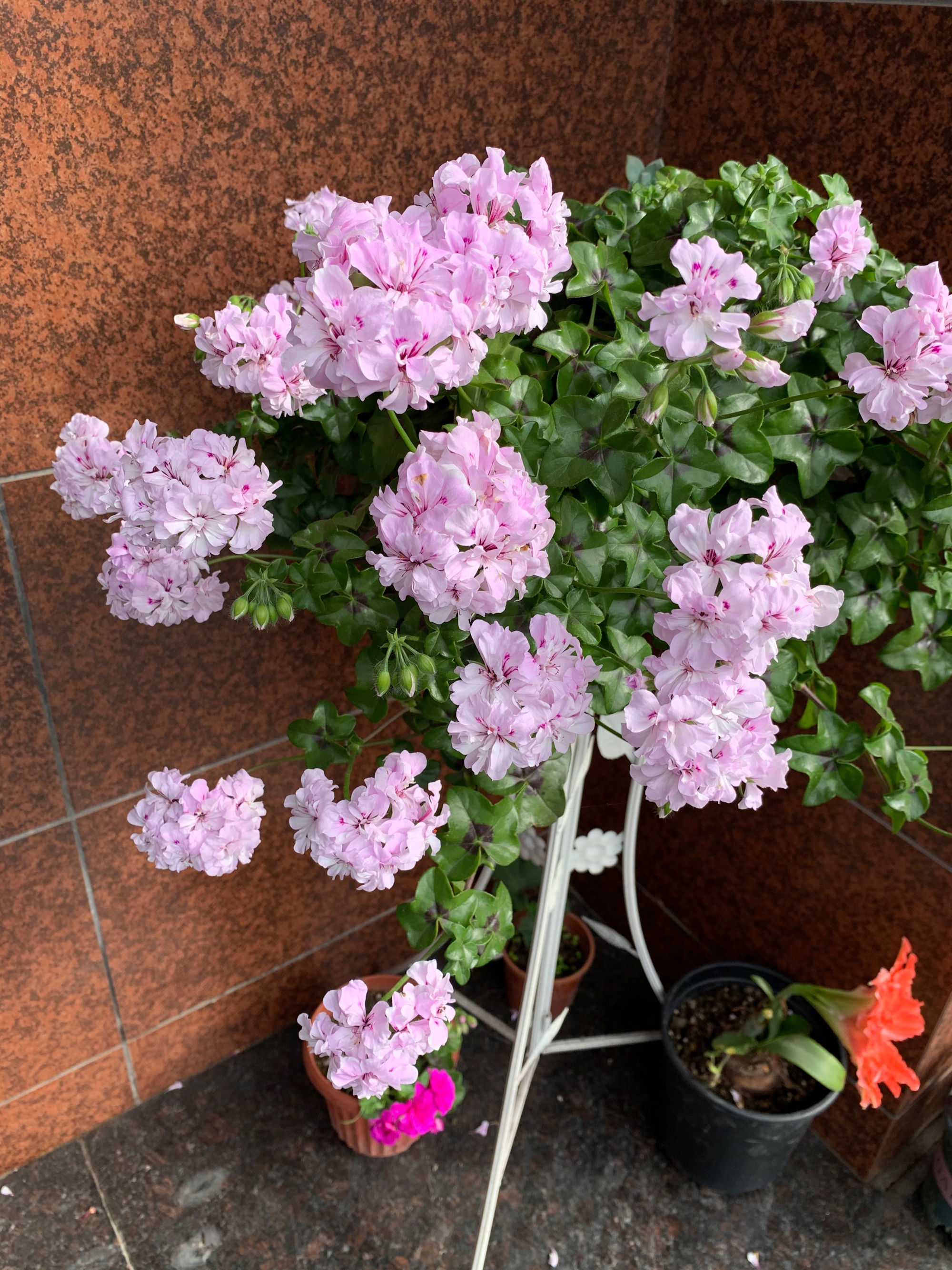 阳台养玫瑰月季吉利吗,吉普赛女王天竺葵室外还是室内