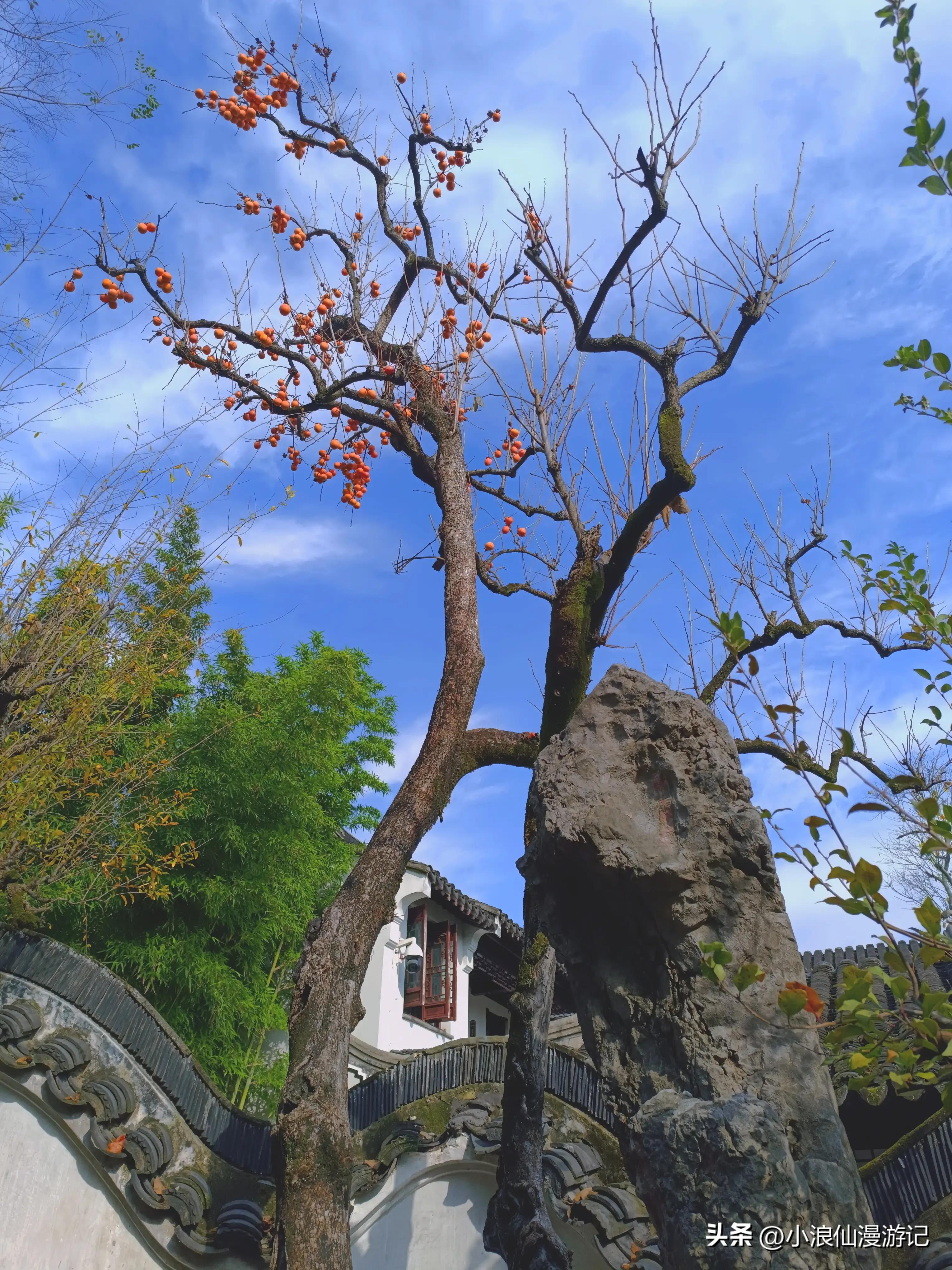 苏州园林怡园拍摄地点,苏州园林里的怡园是什么