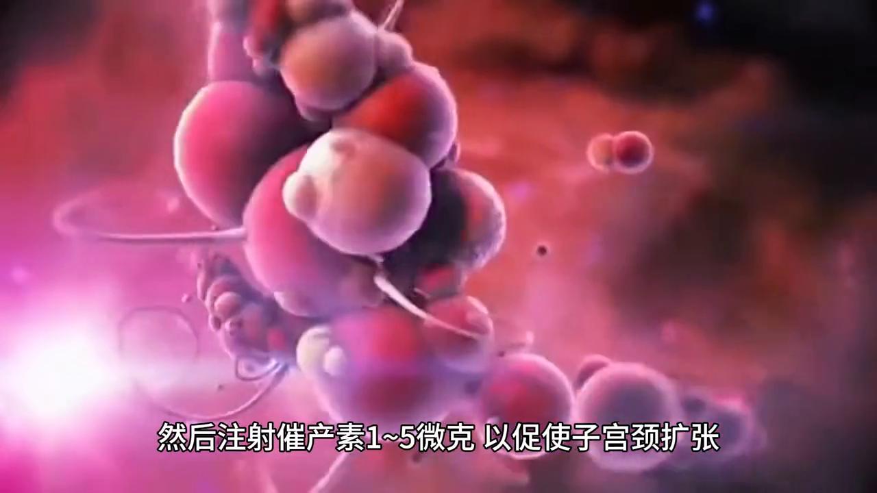 犬助产的方法,小型犬怎么助产最好养