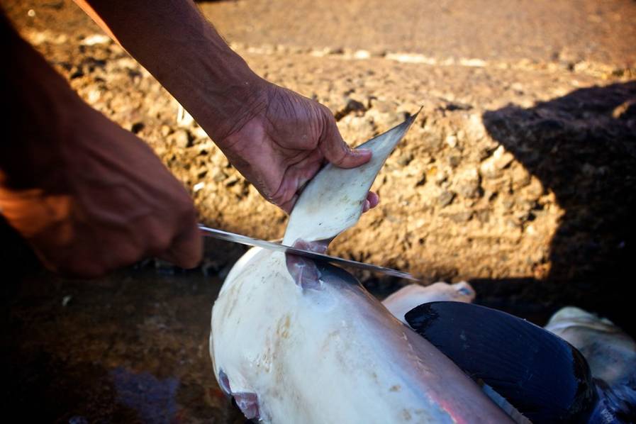 一碗鱼翅翻译,一碗鱼翅汤的故事