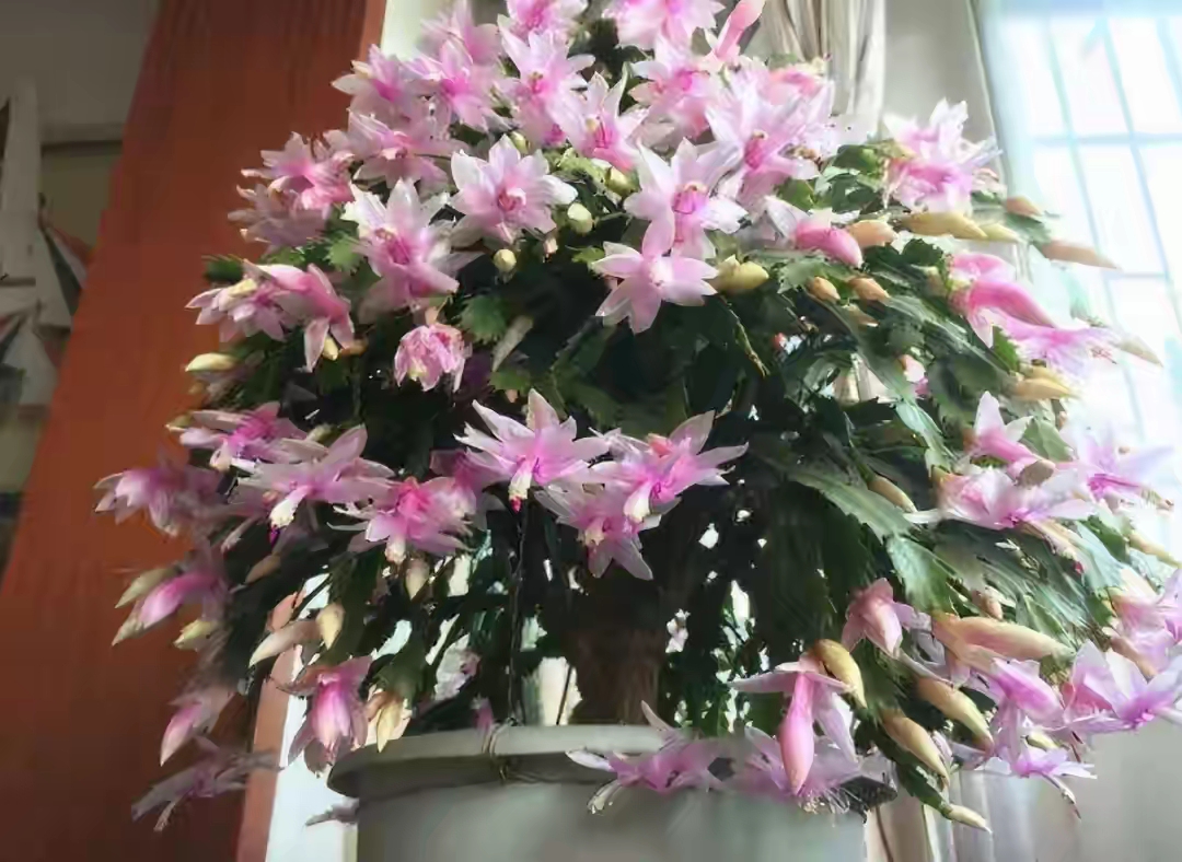 被水浇死的盆栽,容易浇死的植物