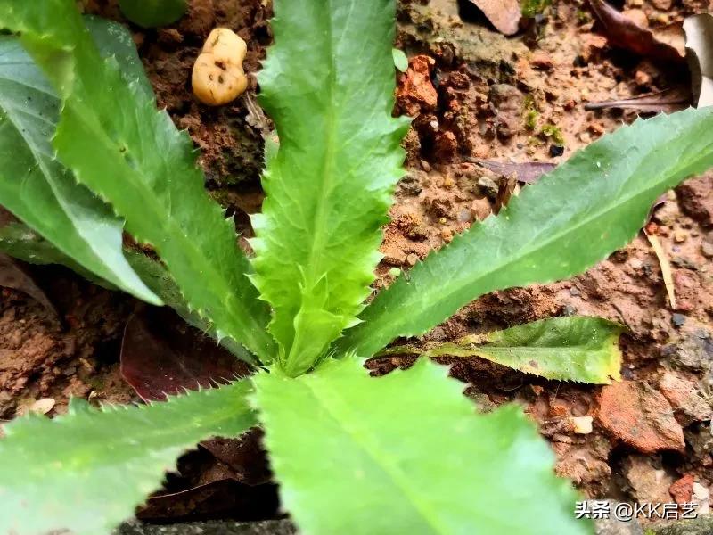 芥末膏是什么东西做的,芥末膏是什么制作的