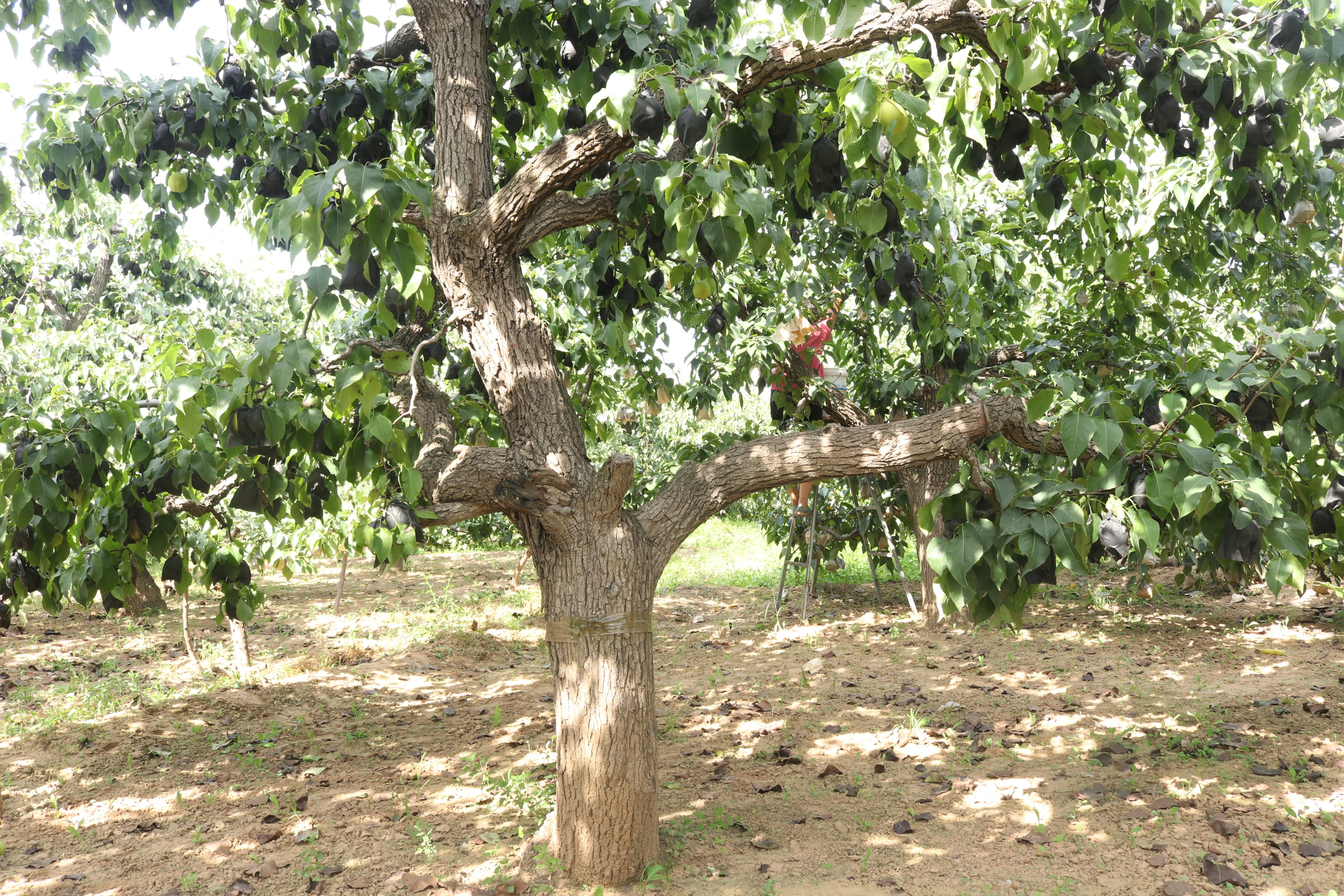 给梨抹药只图早上市，河北梨严格禁止“抹药早采”，发生了什么？