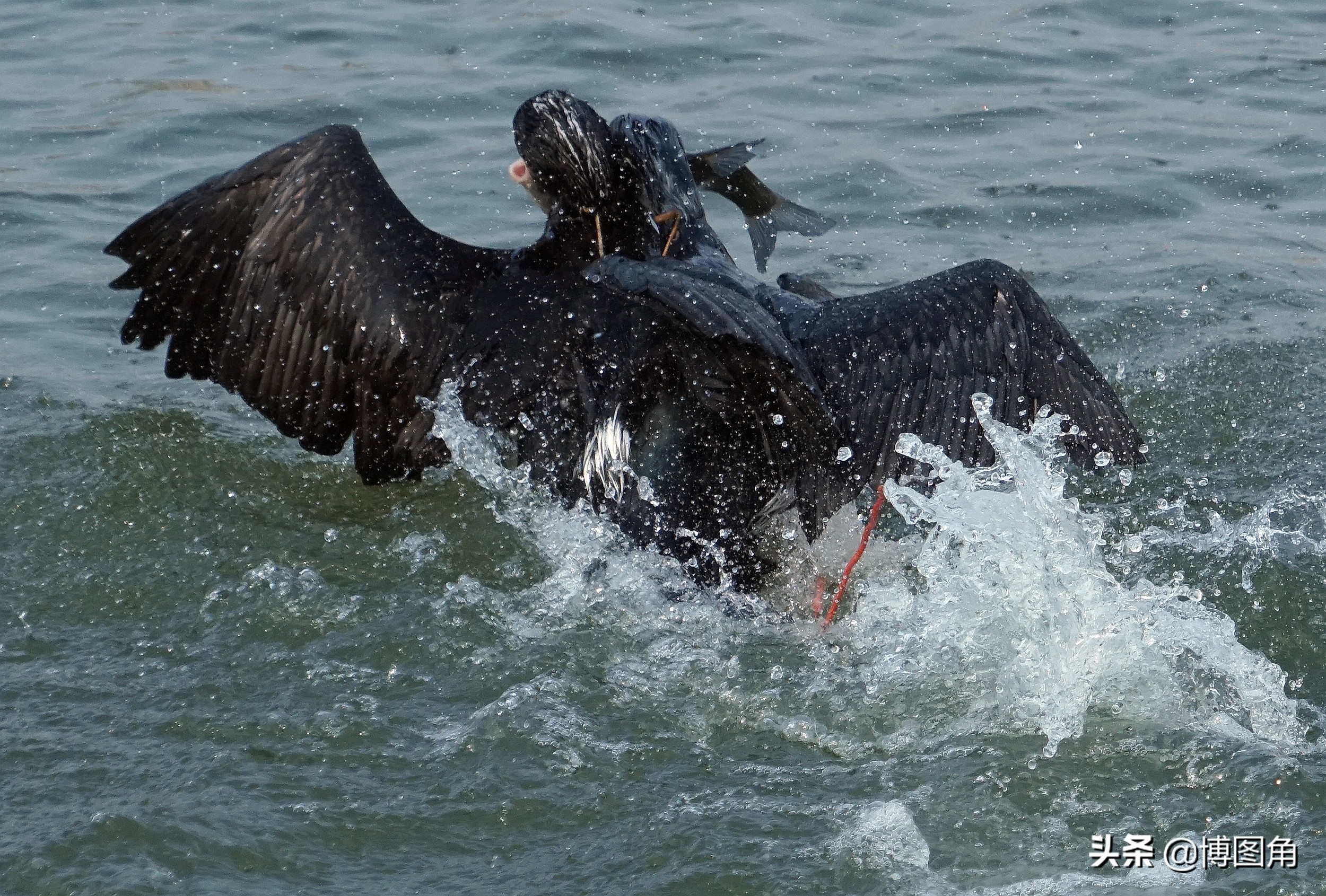 鸬鹚捕鱼渔民生活实拍精彩的瞬间,渔民与鸬鹚捕鱼图片