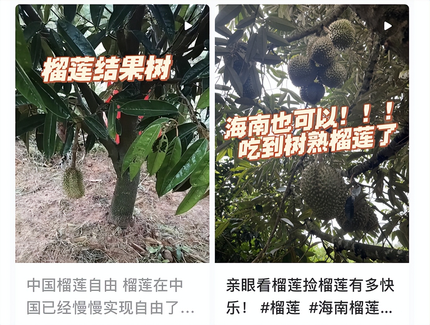 水果中的爱马仕多少钱,高端水果中的爱马仕