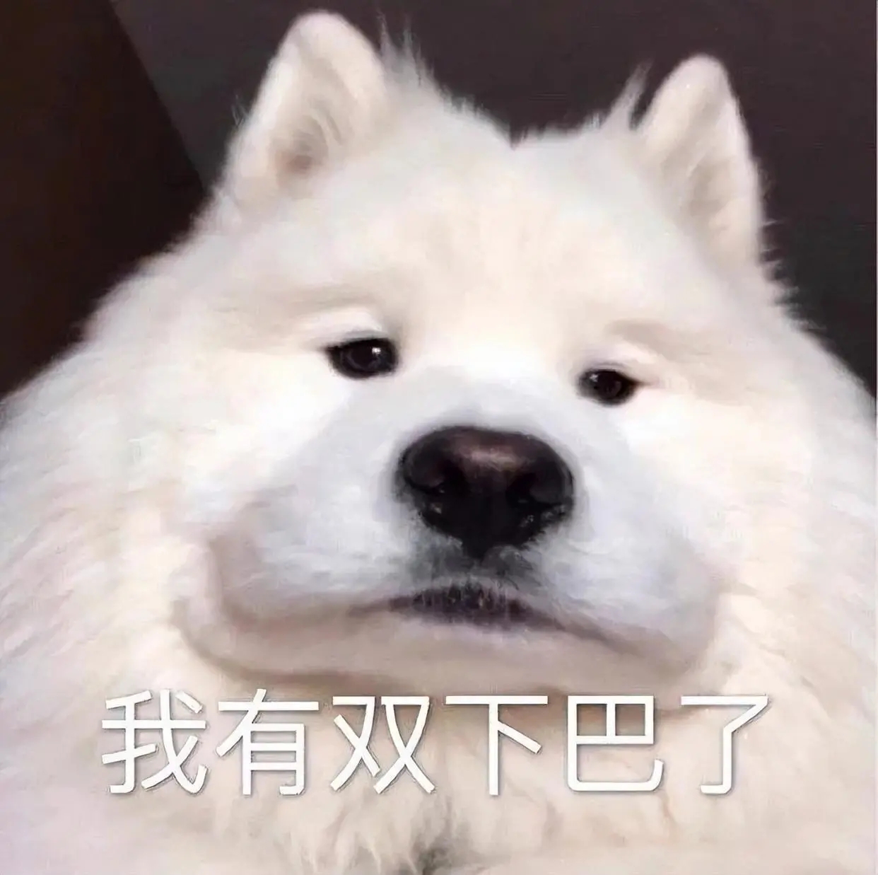 现在的狗狗有多幸福,盘点那些幸福的狗狗