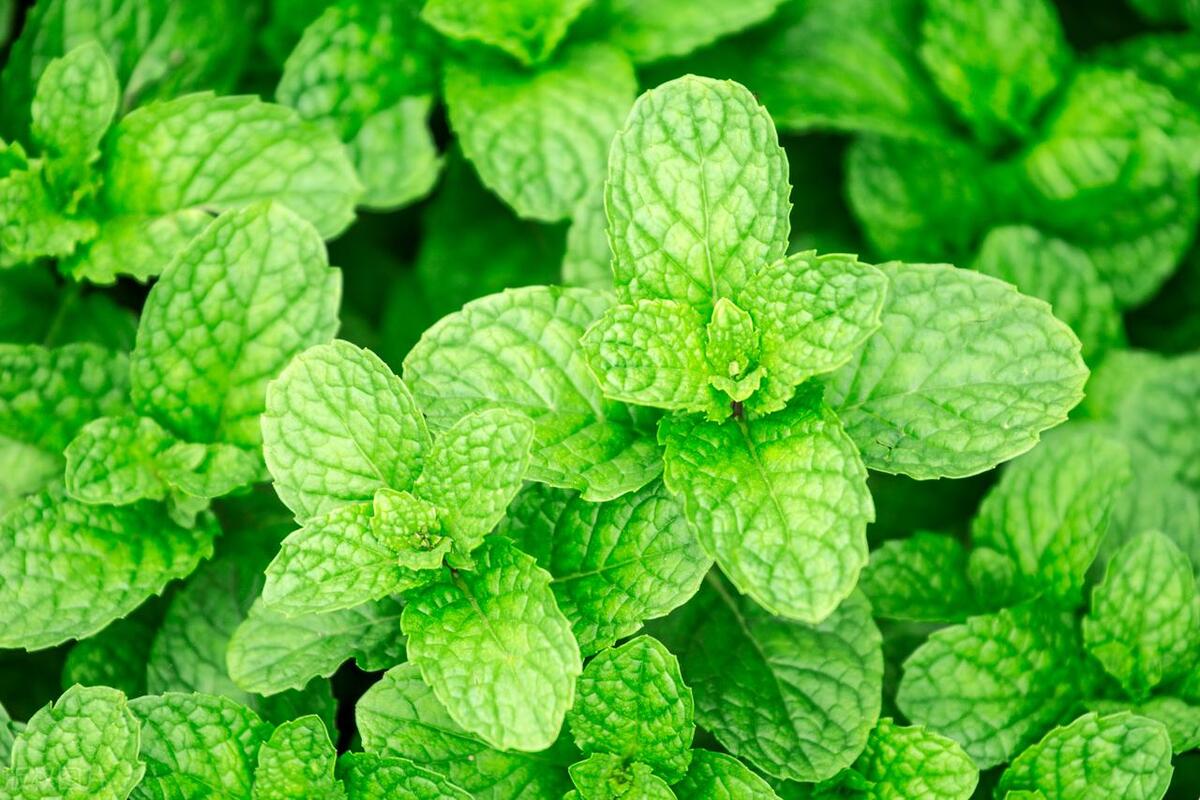 薄荷上长了很多小白虫密密麻麻,薄荷上有白色的小虫怎么治