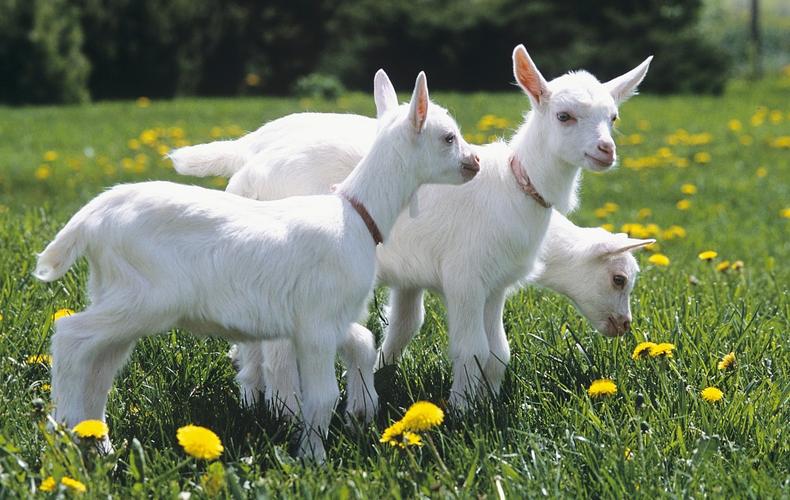 忽悠老人的羊奶粉,你踩雷了吗?医生:看清这几点,别再上当受骗