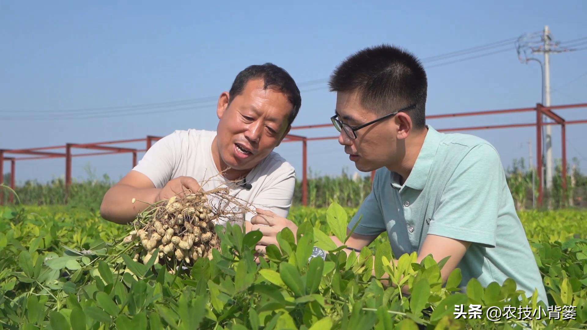 怎样解决花生空壳问题,花生空壳原因及防治方法