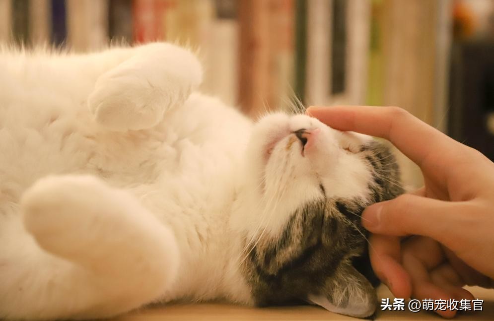 猫一大早不停的叫是什么意思,小奶猫一直叫个不停什么意思