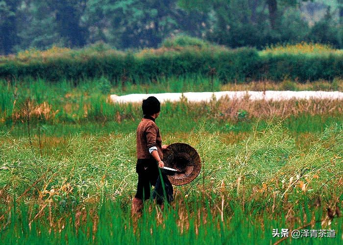 谷雨时节来杯谷雨茶,过了谷雨的茶有什么区别