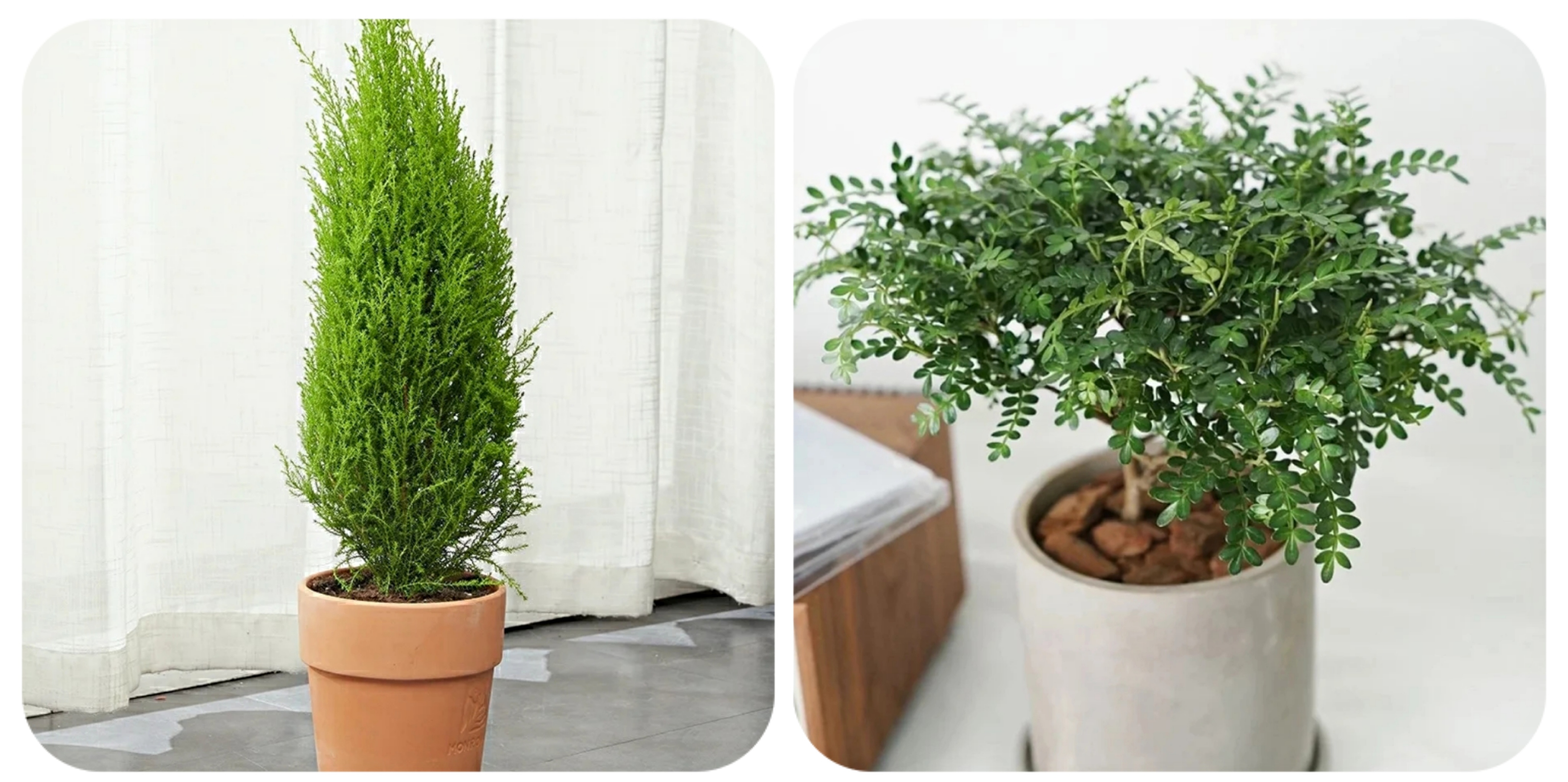 100个阳台养什么花好,100种阳台养的花草