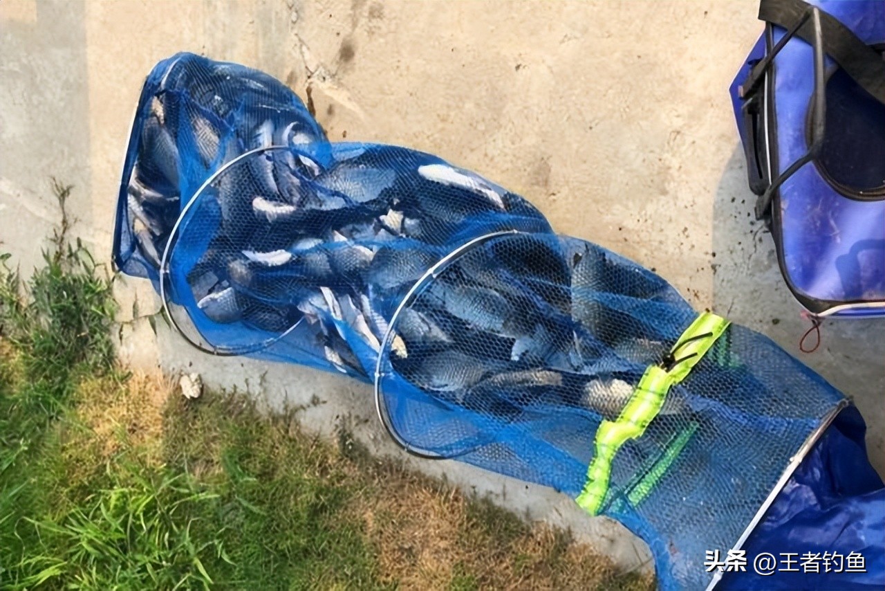 钓鱼界大咖邓刚现身万峰湖野钓赛,邓刚最多一次钓多少斤鱼