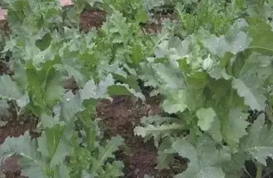 盆栽*粟罂**“当蔬菜吃”？涉嫌违法犯罪！有关知识来了解一下