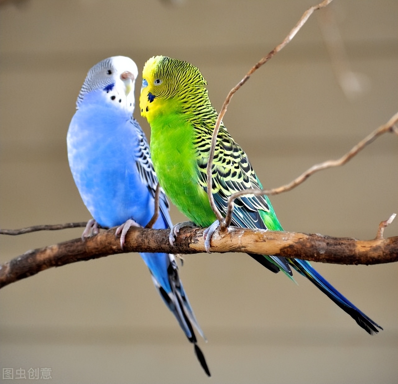 小太阳鹦鹉眼睛里有白膜,鹦鹉眼睛上长一圈疙瘩怎么办