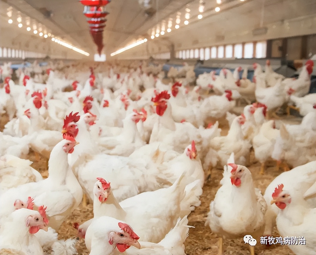 小鸡甩嘴打喷嚏什么原因,鸡感冒喉咙响有什么快的办法治疗