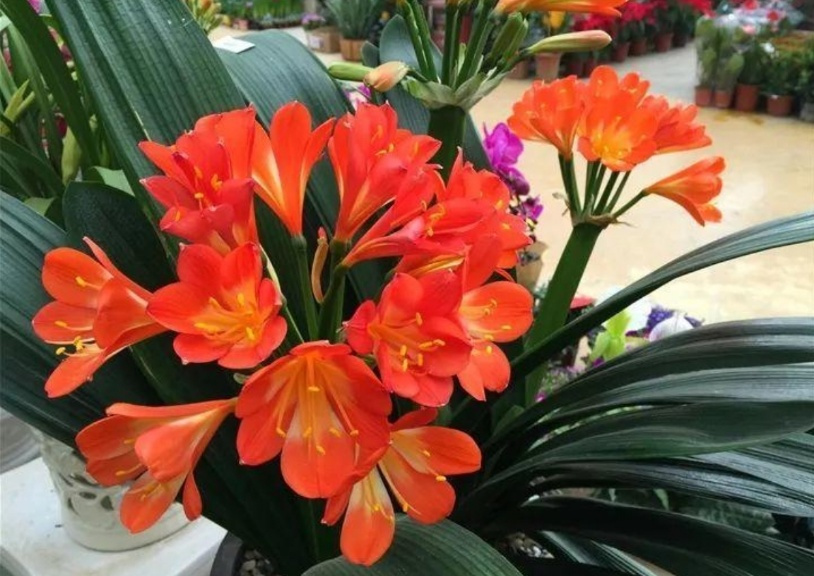 海山翻唱和平与爱,海山朗诵