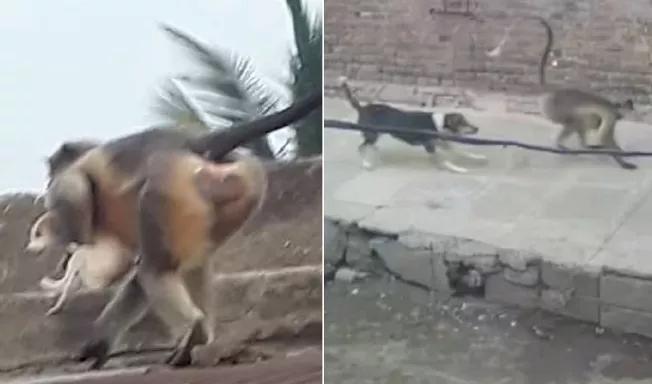 狗猴大战猴子惨败,藏獒猴子大战