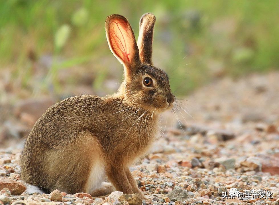 古代丰县在哪里,丰县有哪些历史