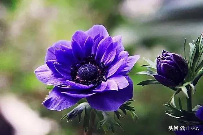 鲜花五彩缤纷争奇斗艳,最美鲜花一年四季都在争艳怒放