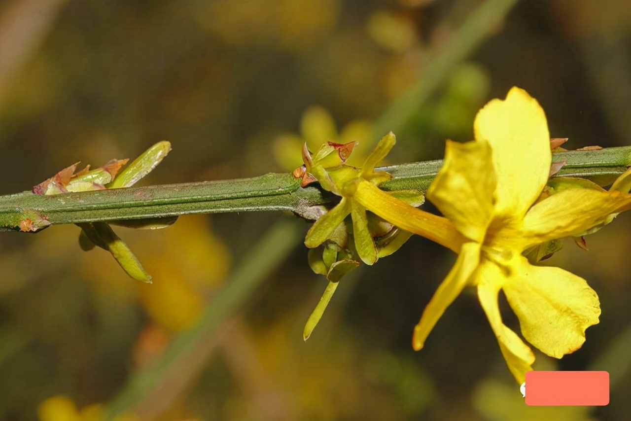 无叶开花的植物有哪些,有花无叶的植物