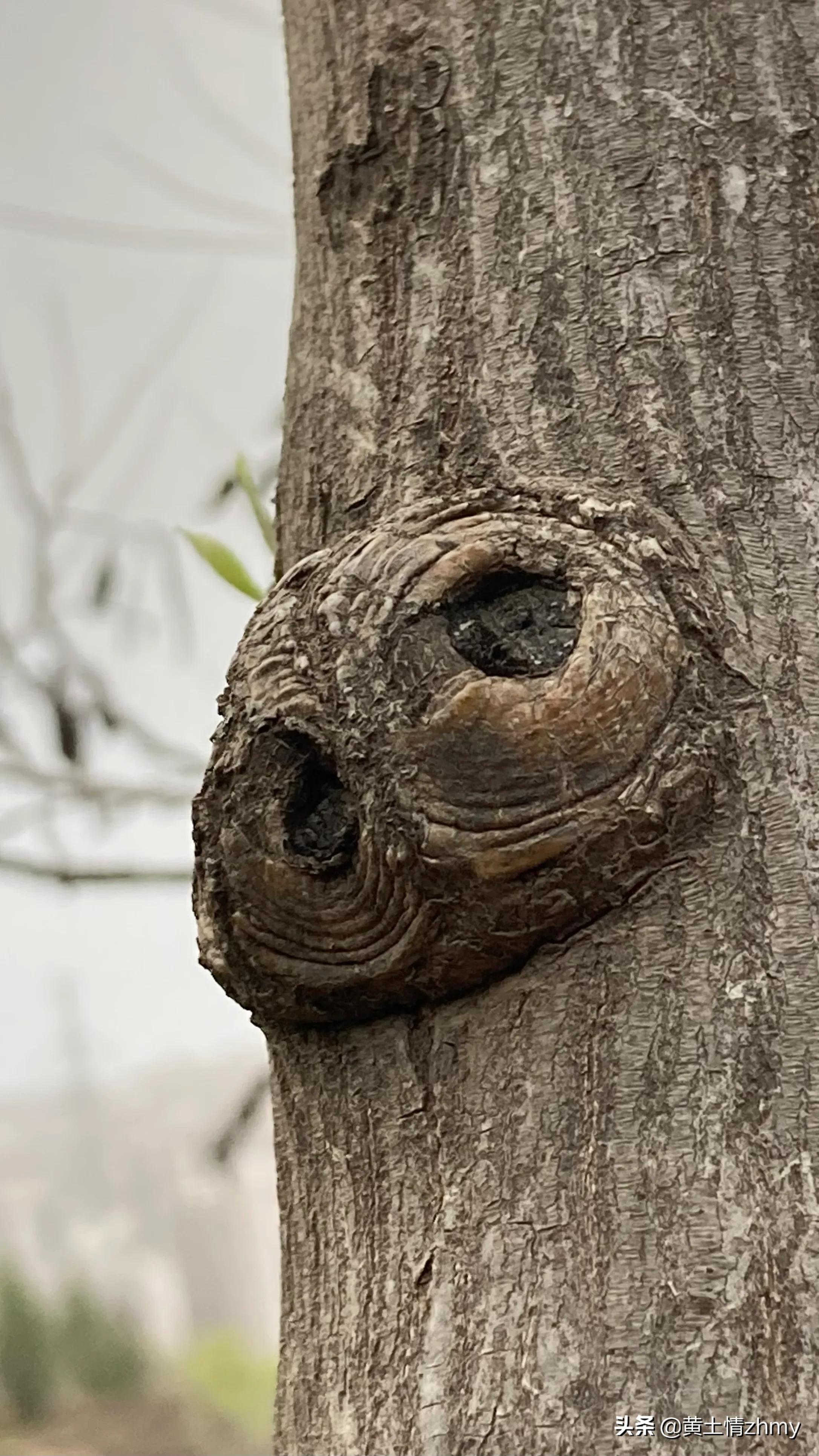 木头瘤疤,奇特的树干造型