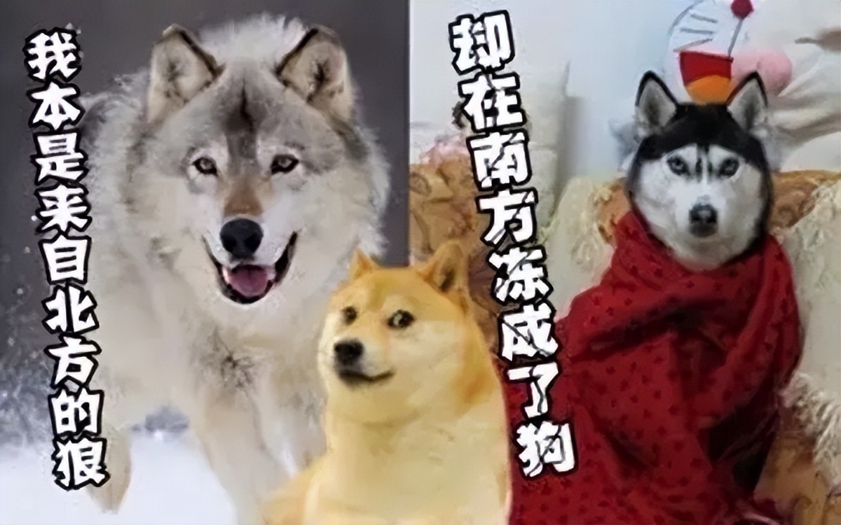 中国礼物送老外,中国送俄罗斯棉衣