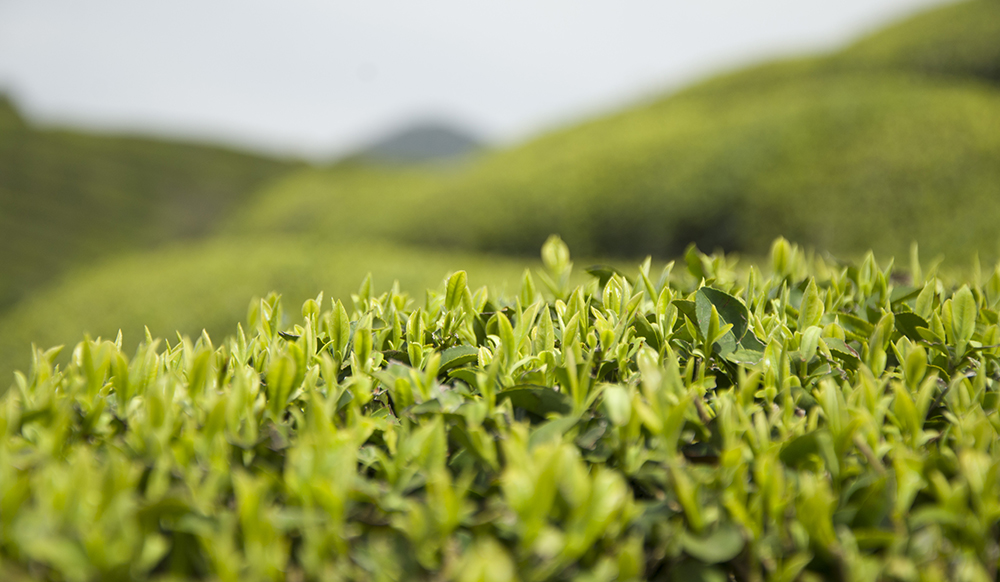 一杯简单的谷雨茶,谷雨茶该怎么泡茶好喝一点