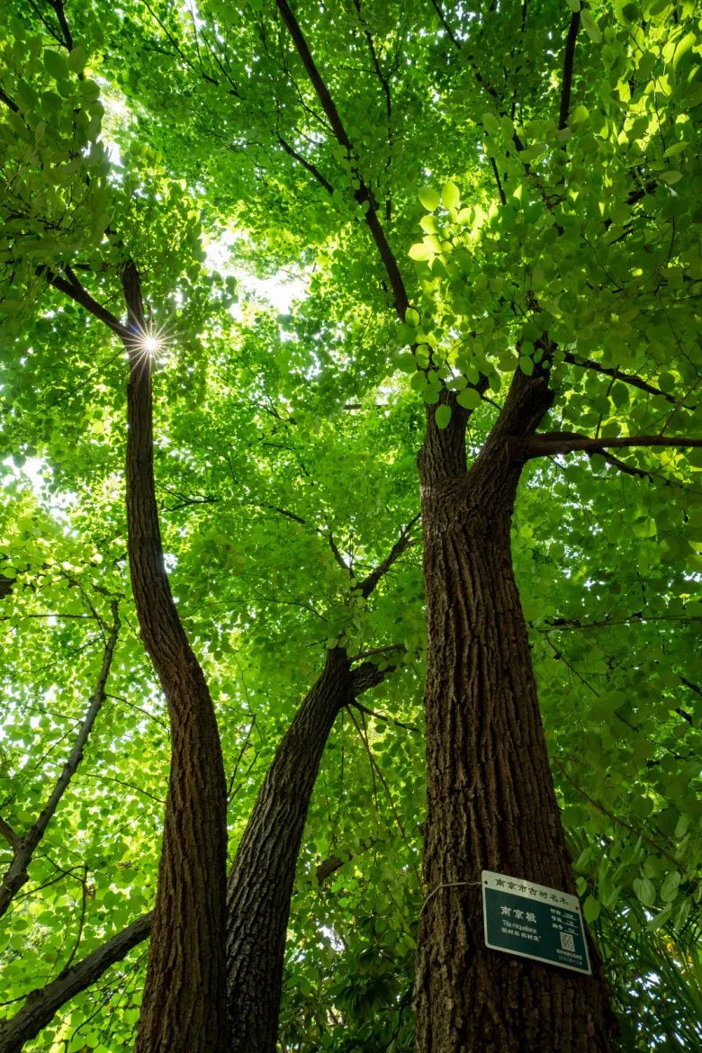 “树”说你的故事|南京椴:承载南京风情文化的乡土树种