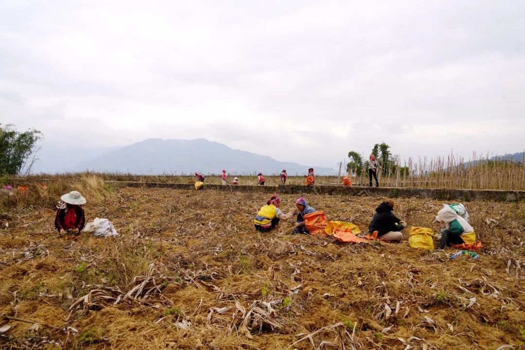 莪术种植一亩利润及生长周期,莪术种植基地