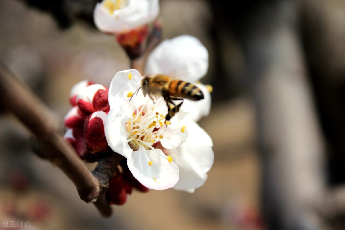 蜜蜂民间传说故事,蜜蜂传说故事大全
