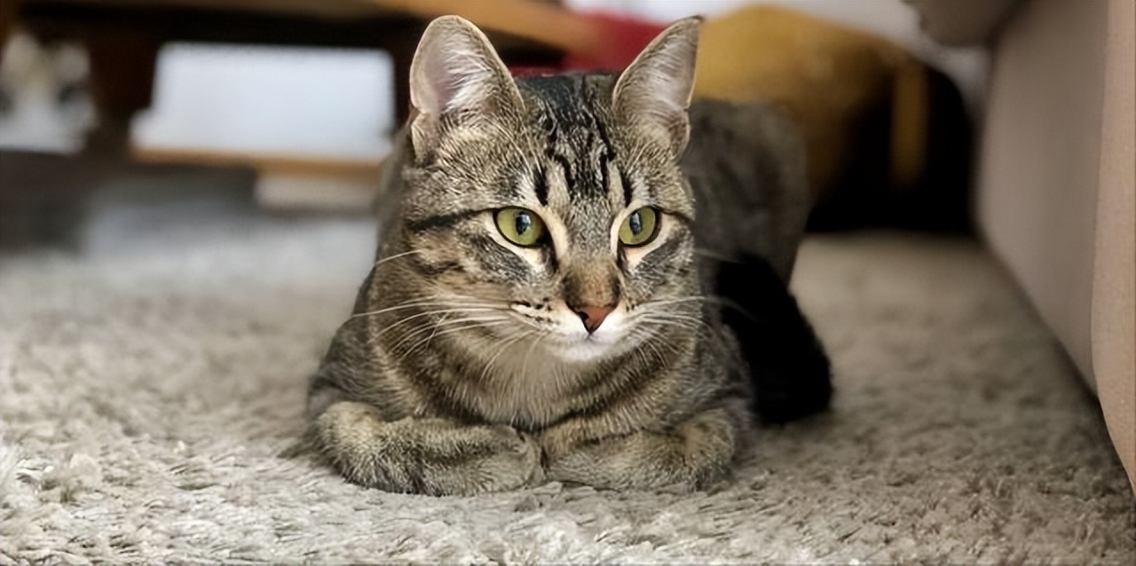 宠物猫和土猫吃的是一样吗,宠物猫和土猫战斗力