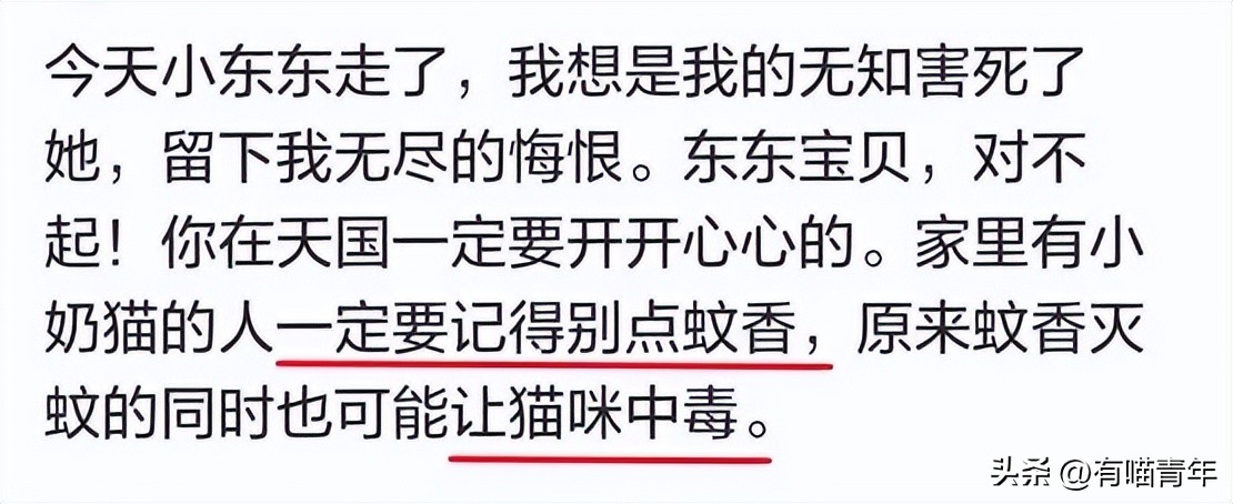 养猫有什么办法驱蚊子,养猫不可以用蚊香怎么驱蚊