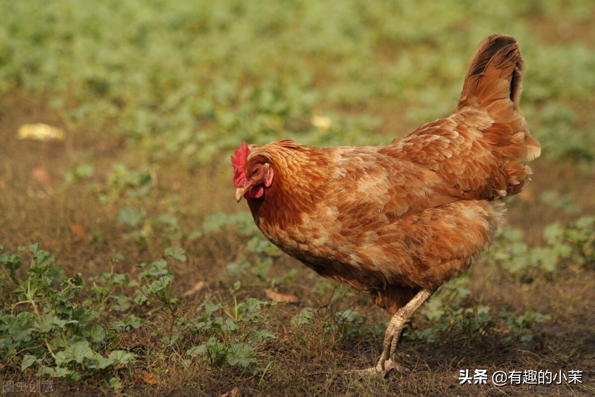 每日一笑话,每日一笑话大全