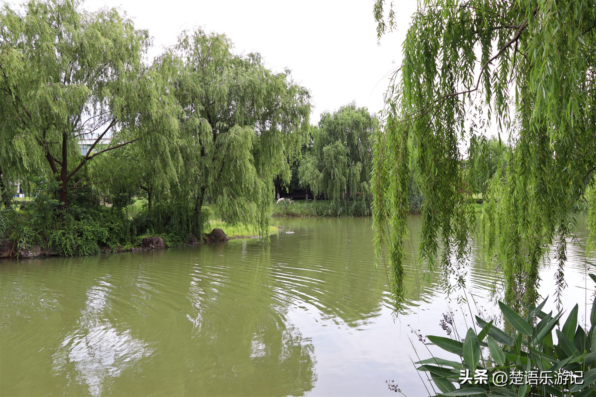 宁波附近向日葵花海在哪里,宁波向日葵花海打卡网红地
