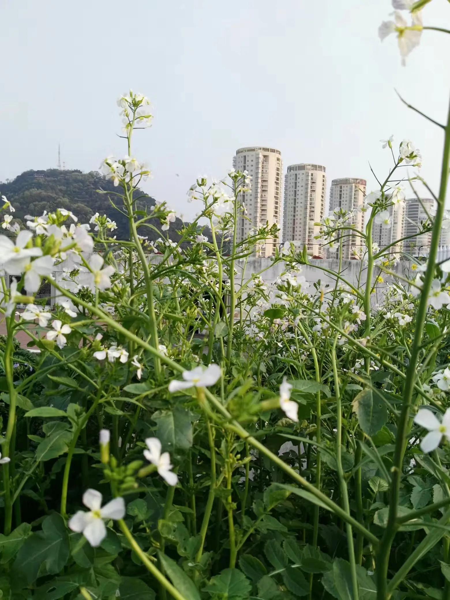 红尘有田园之四——因缘