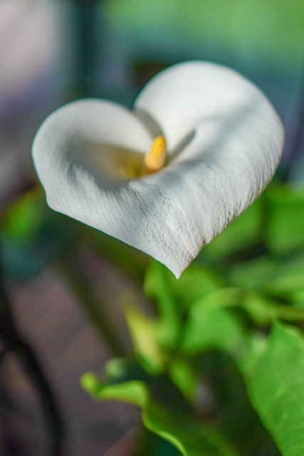 美图马蹄莲花图片,马蹄莲花壁纸图片