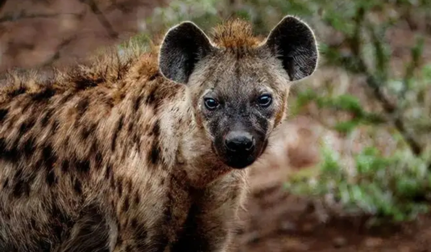 藏獒在猛犬界的地位,曾经火爆的藏獒