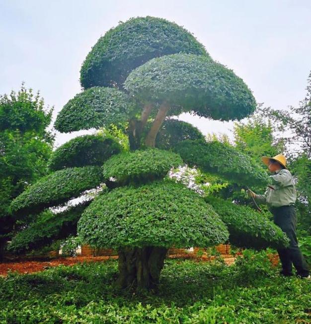 树卖多少钱一棵,什么树栽一棵值钱上十万元