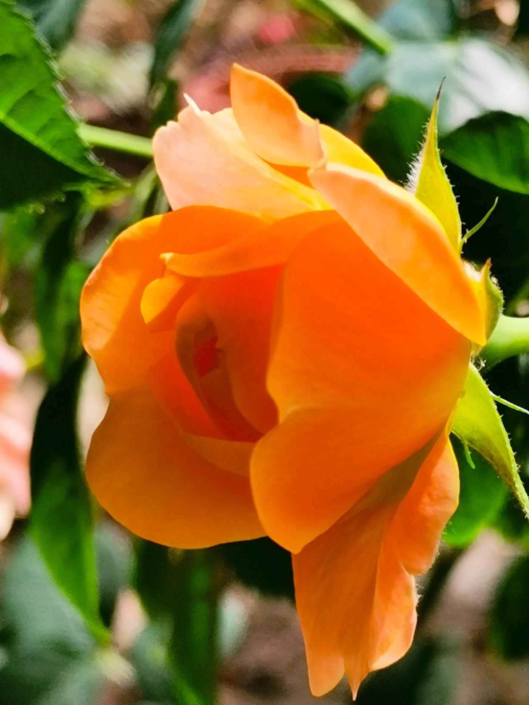 九月九重阳节烧香吗,九月九重阳节仙家