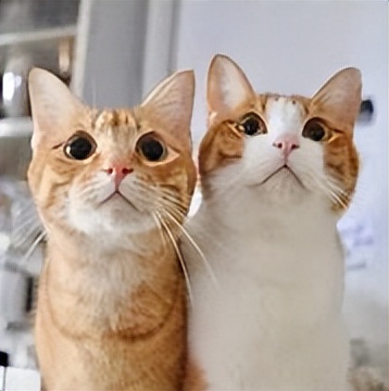 中华田园猫和虎斑猫的区别,中华田园猫太挑食了怎么办