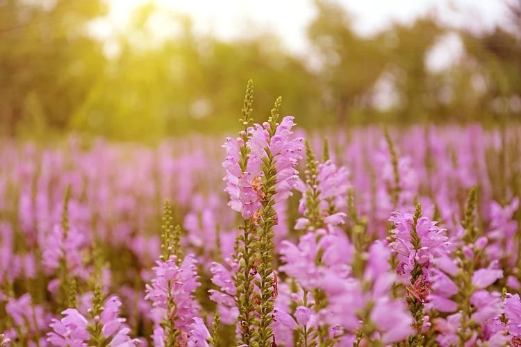 夏天什么花卉好看又好养,夏天最好养的花有哪些